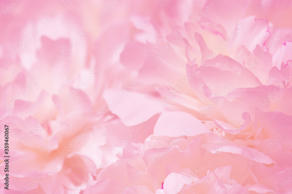 Tender pink background of fresh peony petals