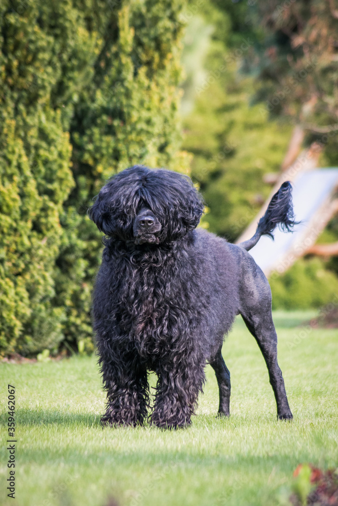 Portuguese Water Dog posing in beautiful garden. Portuguese Water Dog posing in beautiful garden.