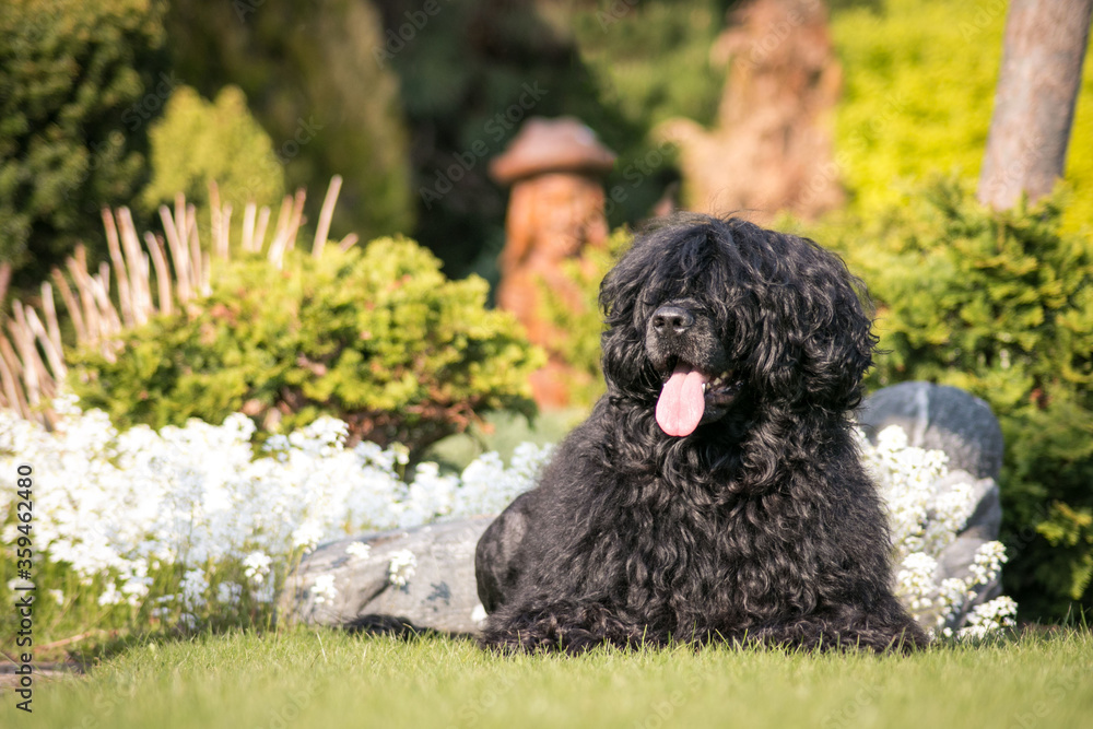 Portuguese Water Dog posing in beautiful garden. Portuguese Water Dog posing in beautiful garden.