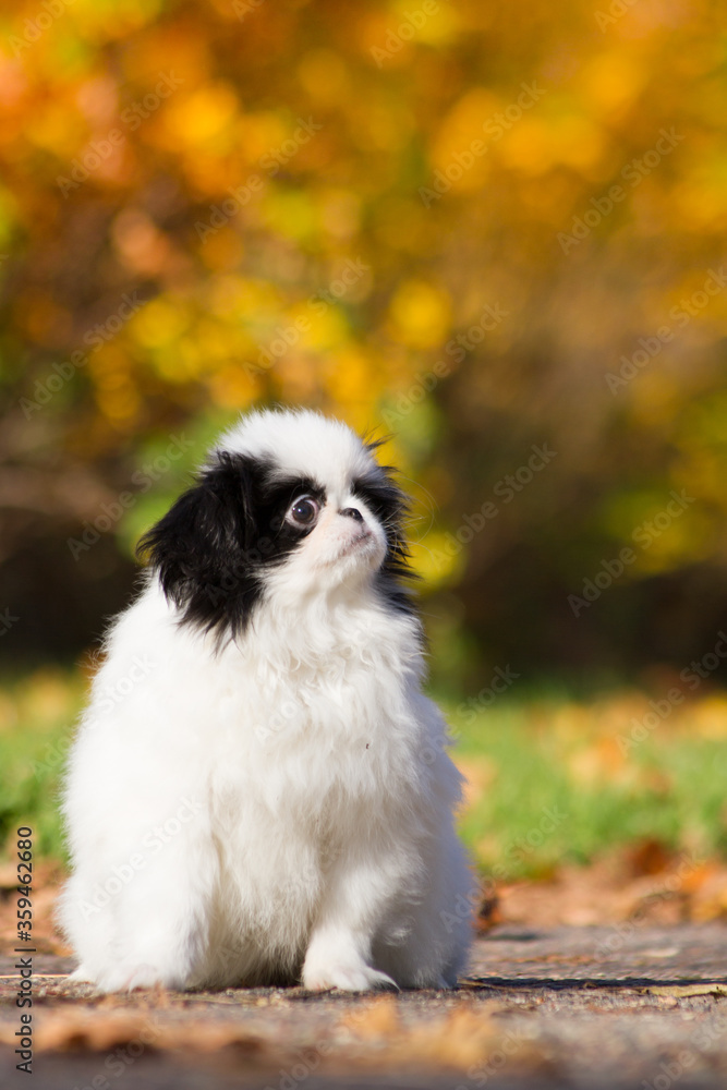 Japanese chin dog in beautiful colorful autumn.