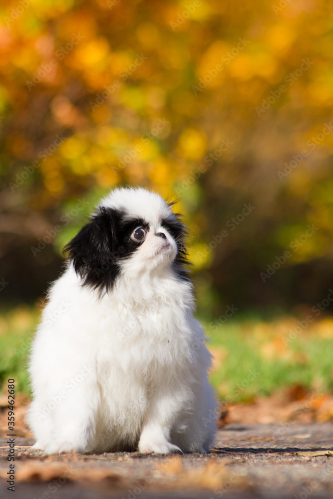 Japanese chin dog in beautiful colorful autumn. Japanese chin dog in beautiful colorful autumn.
