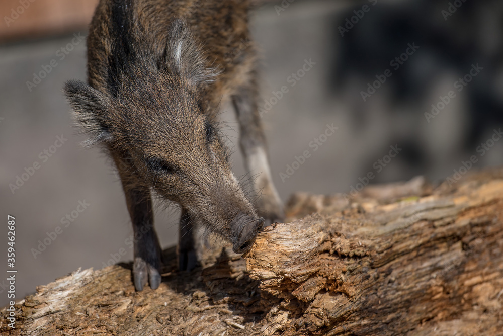 junges Wildschwein auf einem Baumstamm junges Wildschwein auf einem Baumstamm
