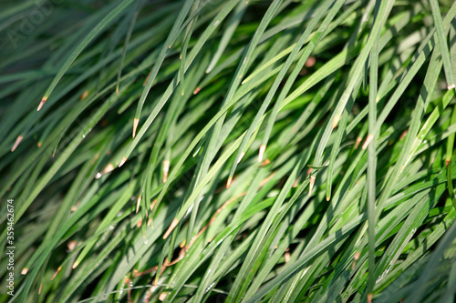 Green ornamental grass background. Close up of Indian lemon grass or symbopon grass or lili chai.
