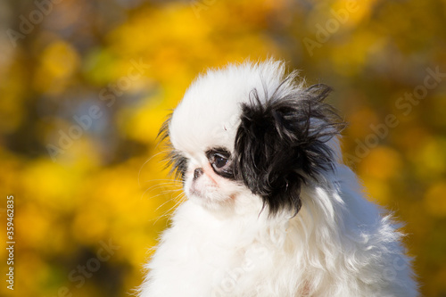 Japanese chin dog in beautiful colorful autumn.	