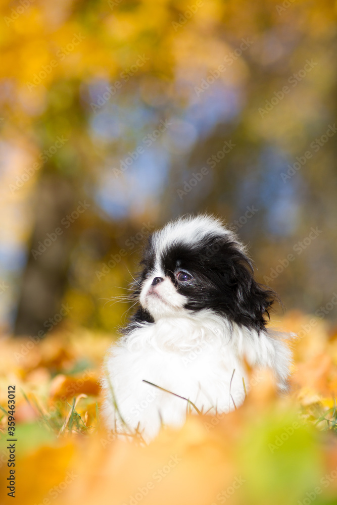 Japanese chin dog in beautiful colorful autumn. Japanese chin dog in beautiful colorful autumn.
