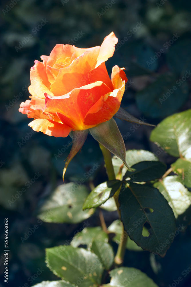 Blooming beautiful vibrant orange rose Blooming beautiful vibrant orange rose