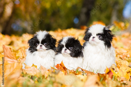 Photographie Japanese chin dog in beautiful colorful autumn.