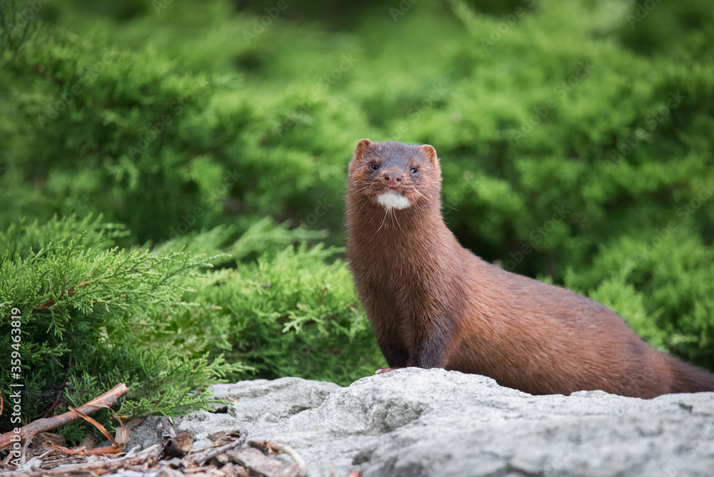 An American Mink poses among the greenery at Toronto's Colonel Samuel Smith Park. An American Mink poses among the greenery at Toronto's Colonel Samuel Smith Park.