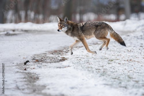 An Eastern Coyote, sometimes colloquially referred to as a `coywolf`, runs through Toronto`s Colonel Samuel Smith Park. Eastern Coyotes crossbred with wolves and domestic dogs many generations ago.