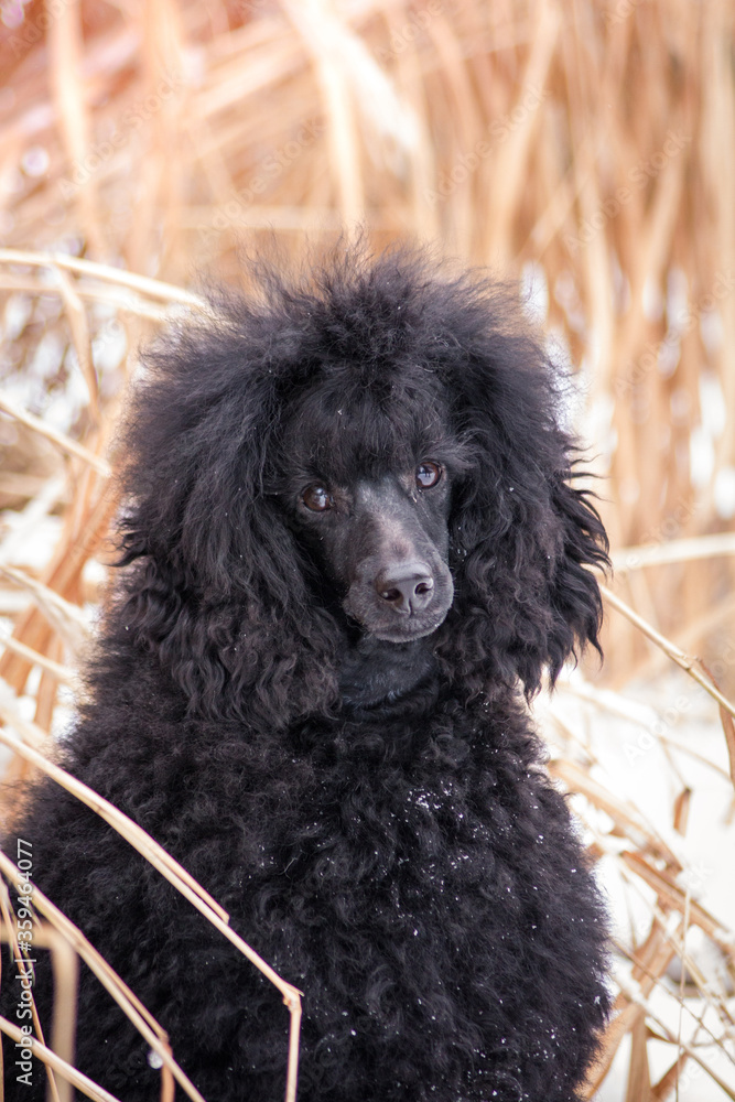 Black poodle dog posing outside. Dog in beautiful winter park. Black poodle dog posing outside. Dog in beautiful winter park.