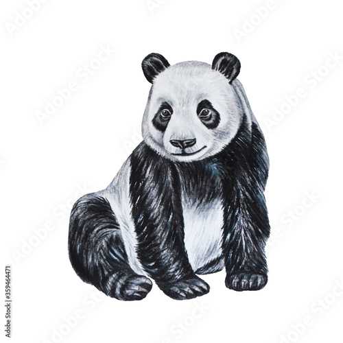 Panda bear.  Watercolor illustration. Hand drawn. Isolated on a white background. © Mewlish art
