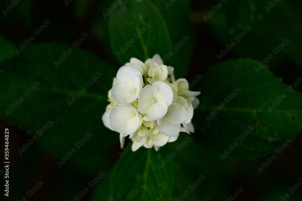 Obraz premium 紫陽花