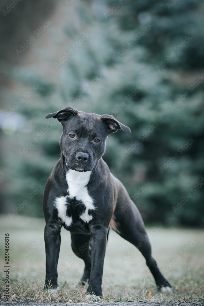 American staffordshire terrier dog posing outside. American staffordshire terrier dog posing outside.
