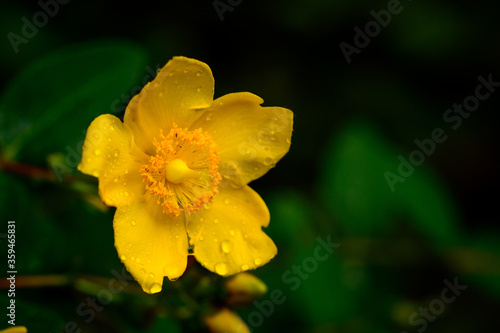 梅雨時期に咲く花