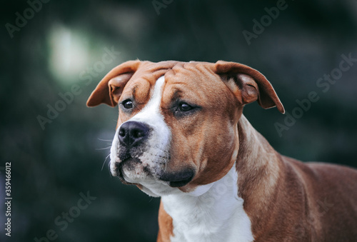 American staffordshire terrier dog posing outside.  © Evelina