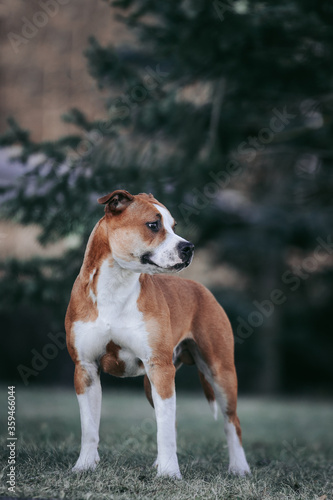 American staffordshire terrier dog posing outside.