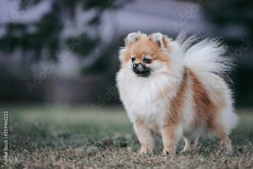 Pomeranian baby posing outside. Small pomeranian puppy.