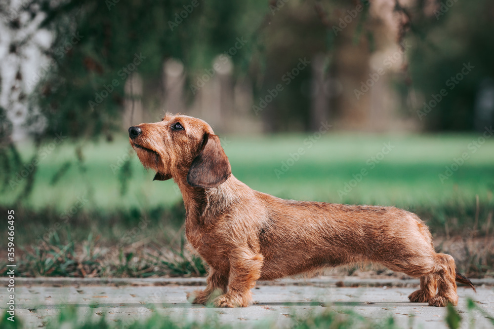Miniature dachshund posing outside in the part. 