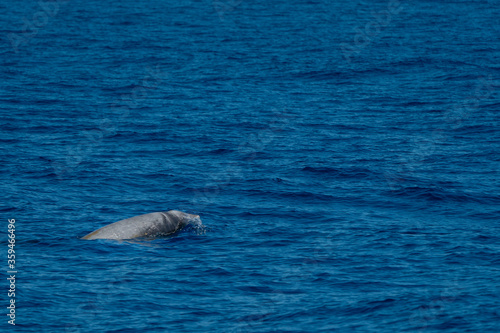 white Rare Goose Beaked whale dolphin Ziphius cavirostris photo