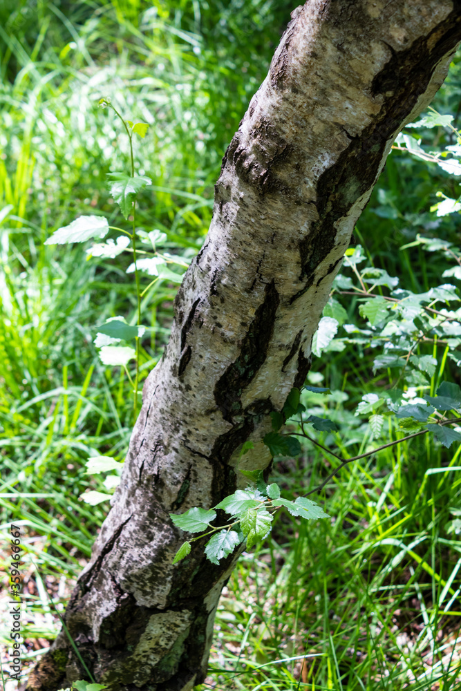 Fototapeta premium Close up of tree trunk with grassy background