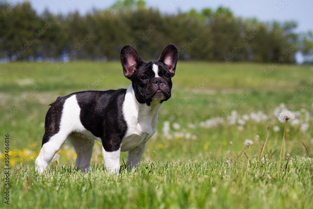 french bulldog portrait in the nature