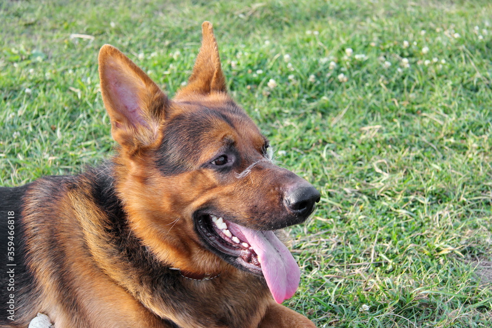 an adult German shepherd on a walk with his tongue hanging out lies on the grass in a field with a down on his nose