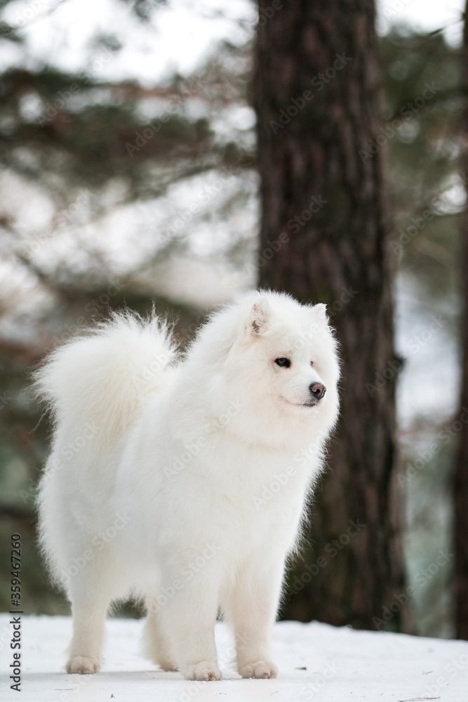 Samoyed dog posing in the beautiful winter background Samoyed dog posing in the beautiful winter background