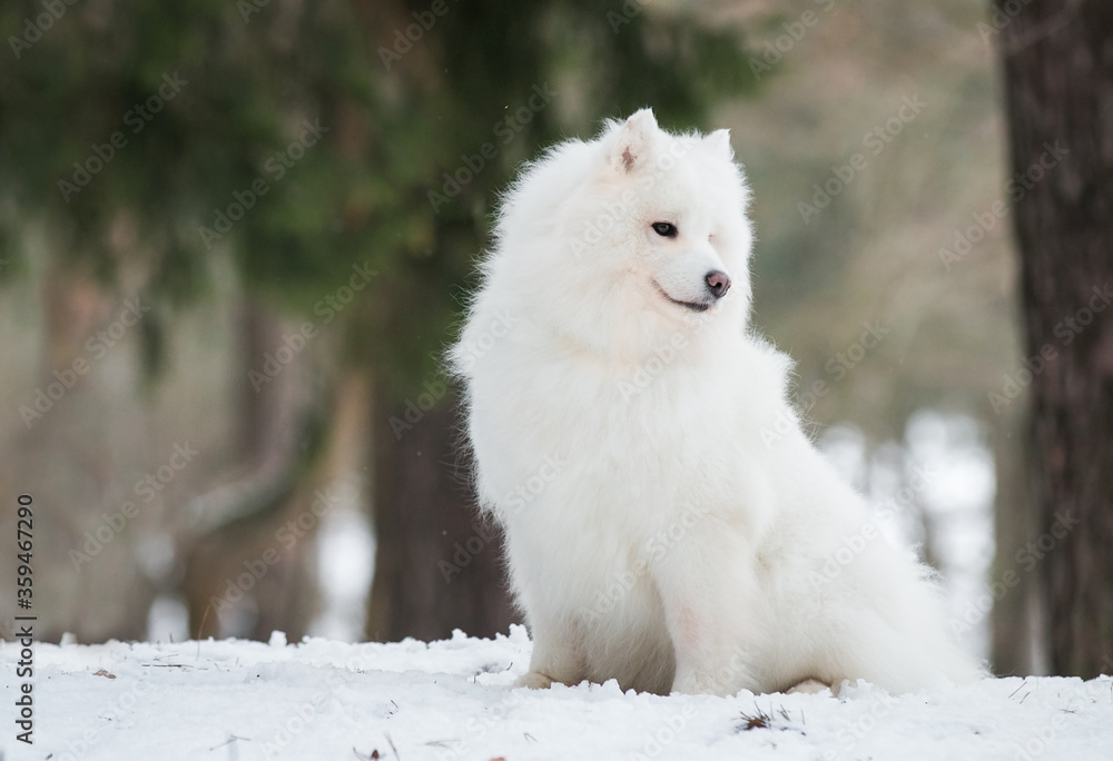 Samoyed dog posing in the beautiful winter background