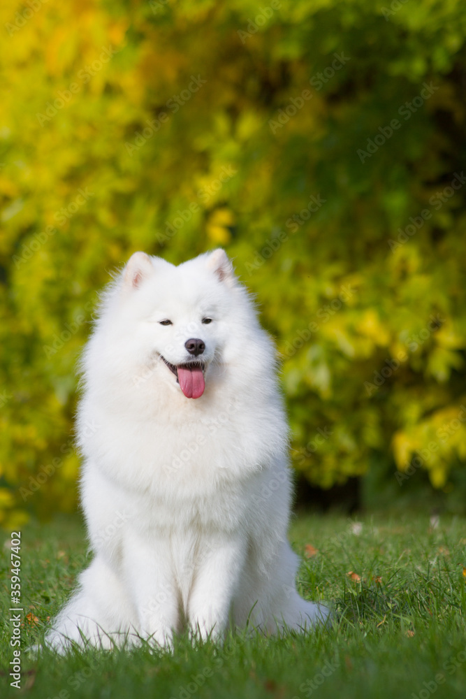 Samoyed dog posing in the beautiful park.