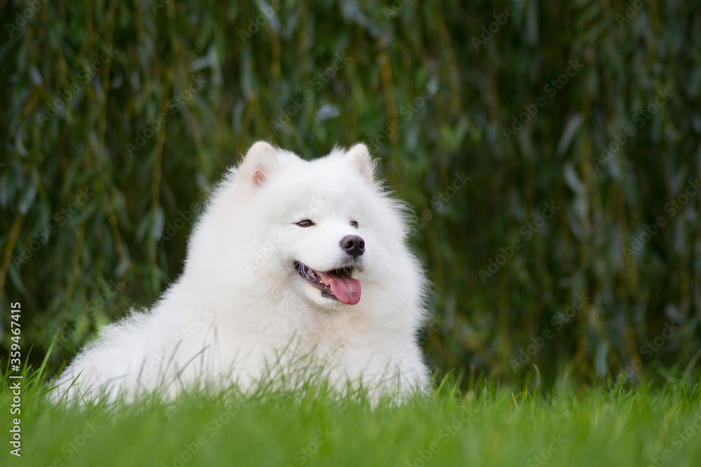 Samoyed dog posing in the beautiful park.