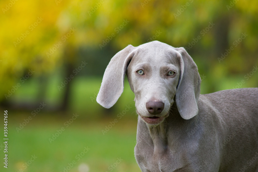 Weimaraner dog puppy posing in the grass. 