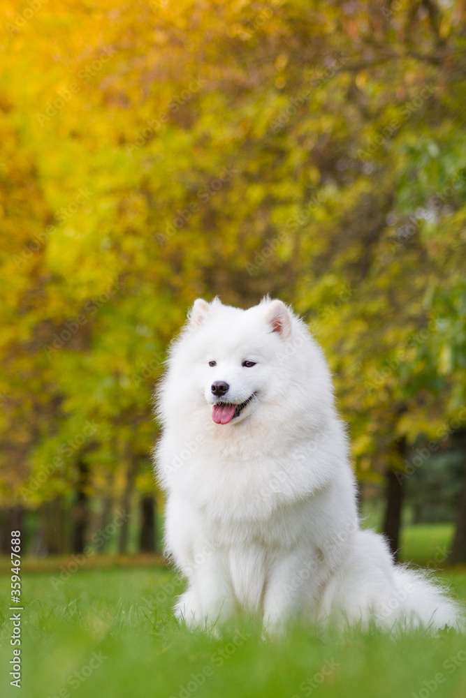 Samoyed dog posing in the beautiful park.