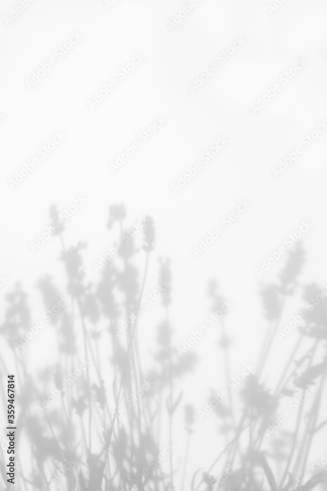 Obraz premium Blurred overlay effect for for natural light photo effects. Gray shadows of lavender flowers on a white wall. Abstract neutral nature concept background. Space for text.
