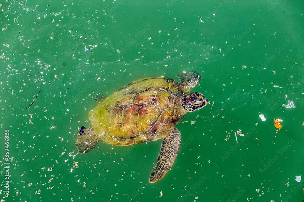 The pollution of marine and sea turtles. Air pollution is also a contributing factor by carrying off pesticides or dirt into the ocean. Land and air pollution have proven to be harmful to marine life. The pollution of marine and sea turtles. Air pollution is also a contributing factor by carrying off pesticides or dirt into the ocean. Land and air pollution have proven to be harmful to marine life.