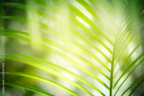 Concept nature of green leaf on blurred bokeh with copy space using as background natural, abstract background, greenery background, fresh wallpaper.