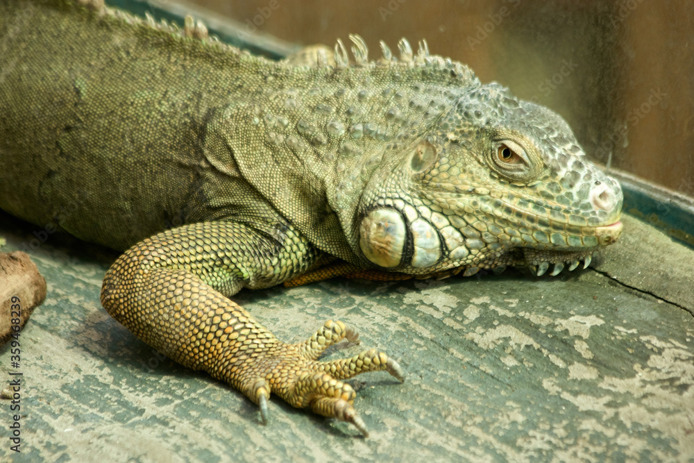 Obraz premium Big Lizard iguana on the wood. Tropical reptile in the zoo. Beautiful exotic animal.