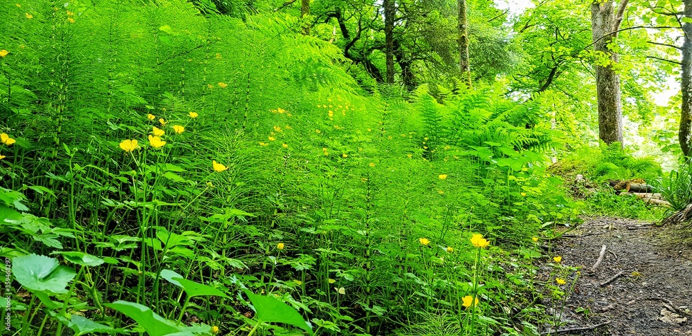 Obraz premium green grass in the forest