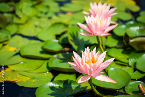 Pond lilies with pink flowers