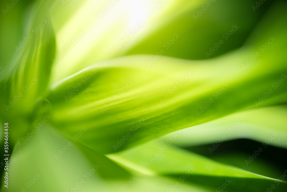 Concept nature of green leaf on blurred bokeh with copy space using as background natural, abstract background, greenery background, fresh wallpaper. Concept nature of green leaf on blurred bokeh with copy space using as background natural, abstract background, greenery background, fresh wallpaper.