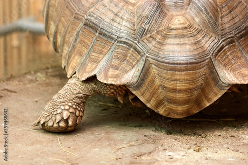 Big tortoise close up. Close up of a beautiful turtle shell. Wild animal at the zoo.