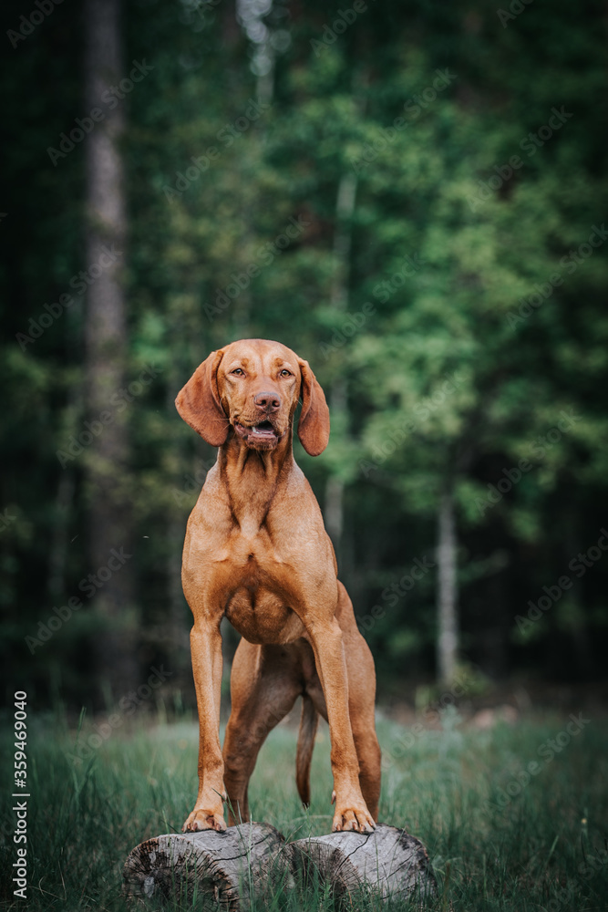 Two vizla girls posing outside. Vizla dog portrait in green background. 