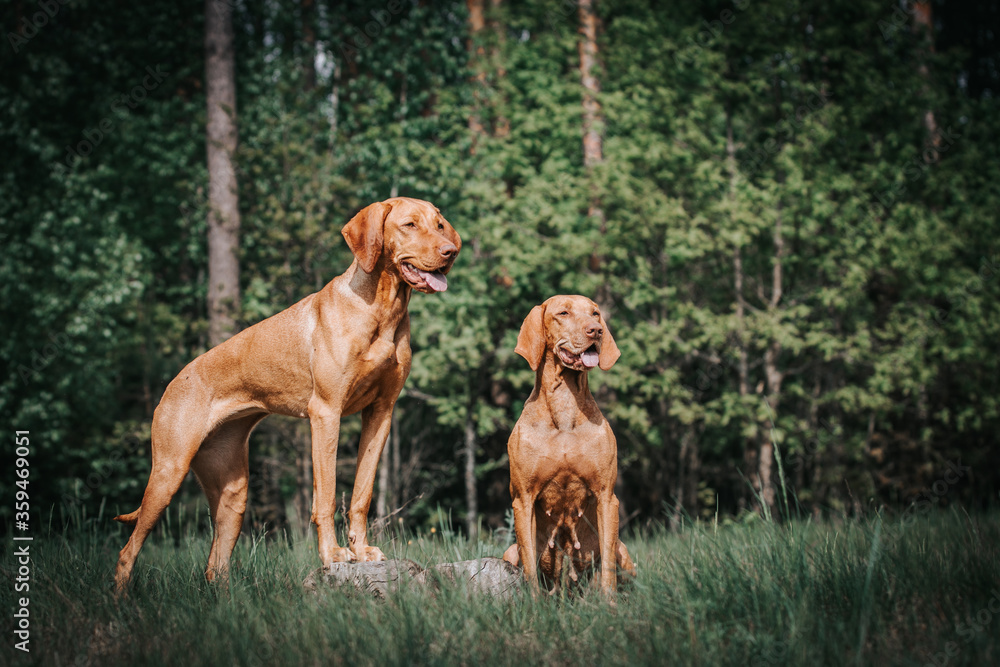 Two vizla girls posing outside. Vizla dog portrait in green background. 
