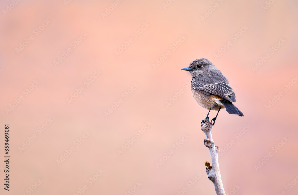 Pied bush chat female bird perched on branch Pied bush chat female bird perched on branch