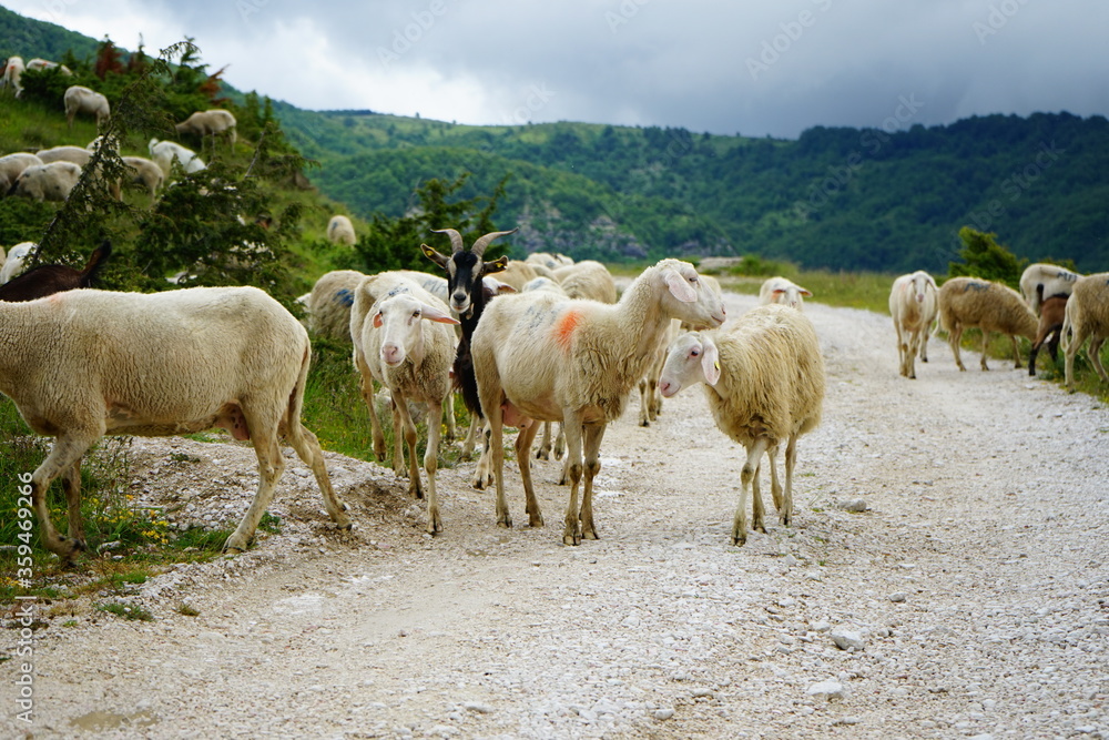 Grazing sheep invade a mountain road