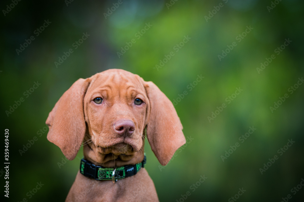 Vizla dog portrait in green background. Vizla puppy outside in kennel. Vizla dog portrait in green background. Vizla puppy outside in kennel.