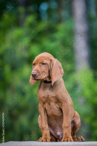 Vizla dog portrait in green background. Vizla puppy outside in kennel.