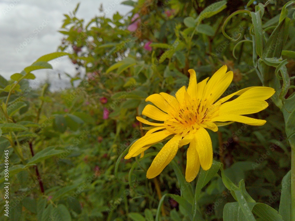 beautiful yellow flower with water droplets after rain among the greenery of bushes near the forest beautiful yellow flower with water droplets after rain among the greenery of bushes near the forest
