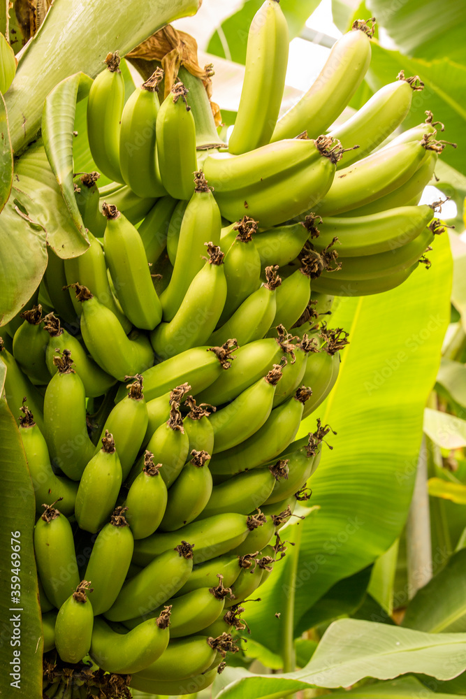 Banana bunch of banana tree. Banana fiber harvested from the pseudostems and leaves of the plant has been used for textiles in Asia since at least the 13th century.
