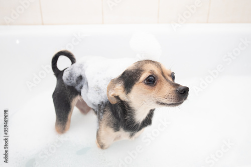 Washing the dog. Little pet bathes, stands in the bathtub with foam © yta