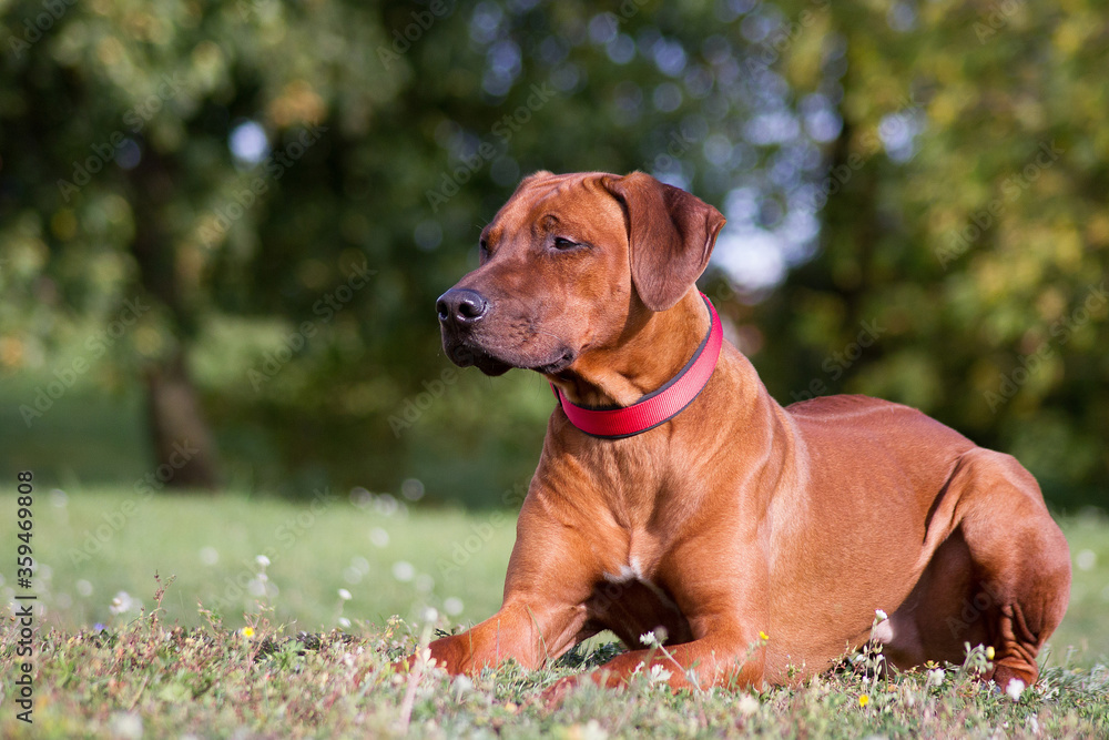 Rhodesian ridgeback dog in the park standing. Rhodesian ridgeback dog in the park standing.